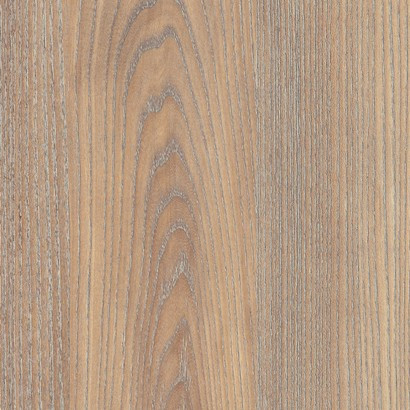 Twilight Oak