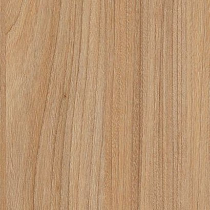 Swiss Elm